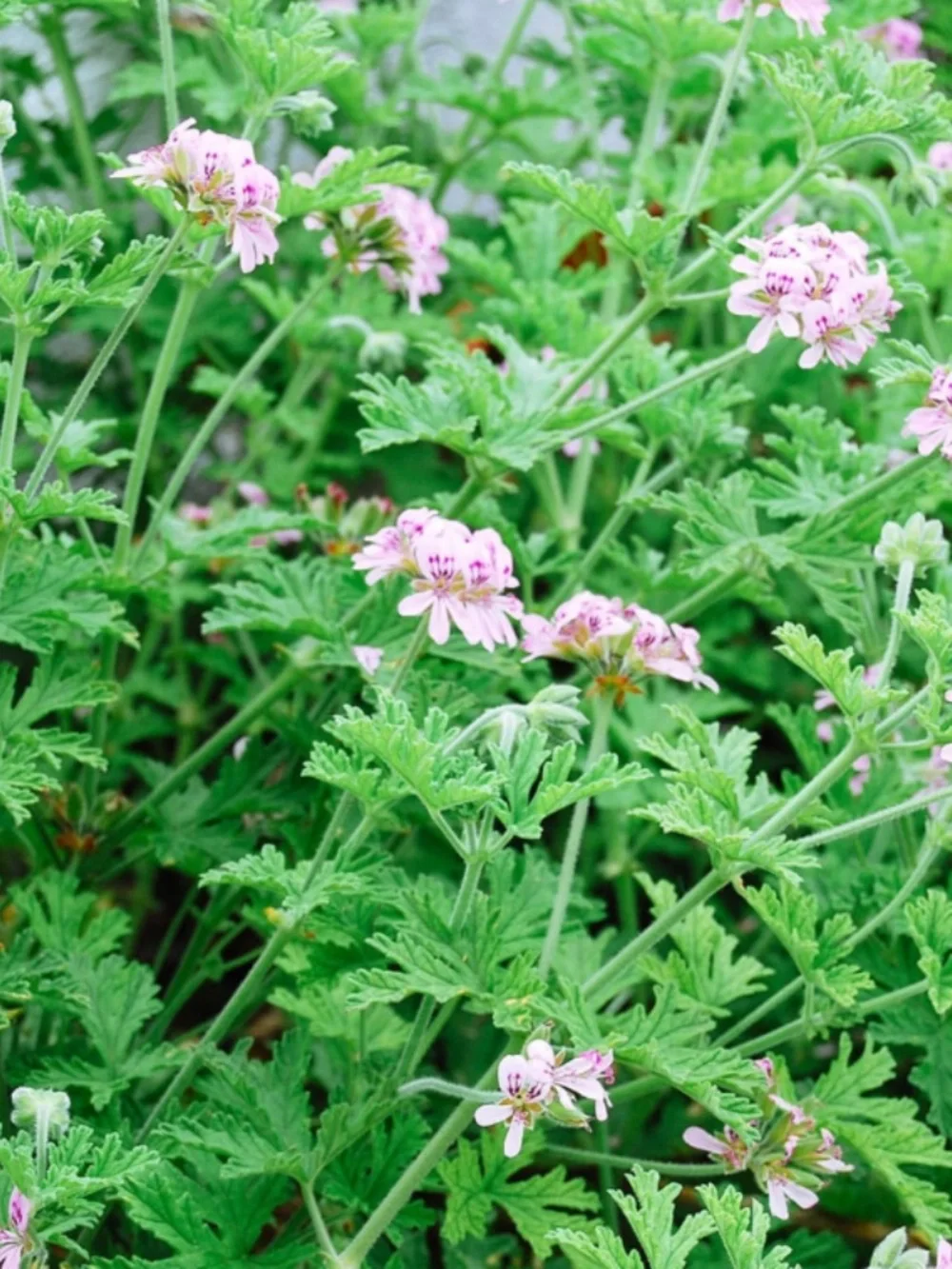 Citrosa Hydrosol - Sonoma Coast Botanicals - Aromatherapy Mist
